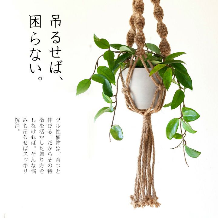 吊るす植物