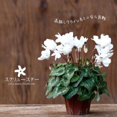 シクラメン様 リクエスト 4点 まとめ商品