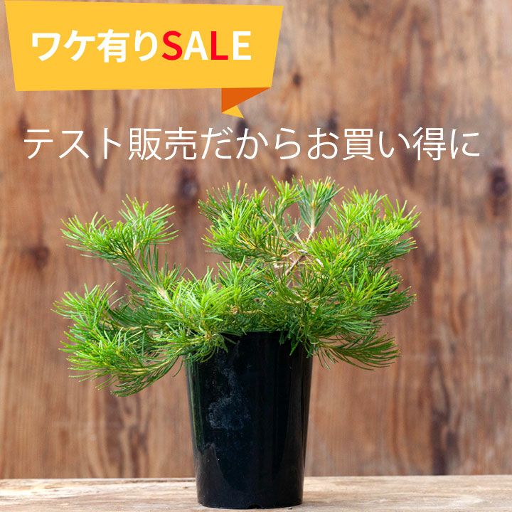 来年は値上げします バンクシア バースデーキャンドル 12 10 のお届けです 公式 E 花屋さん