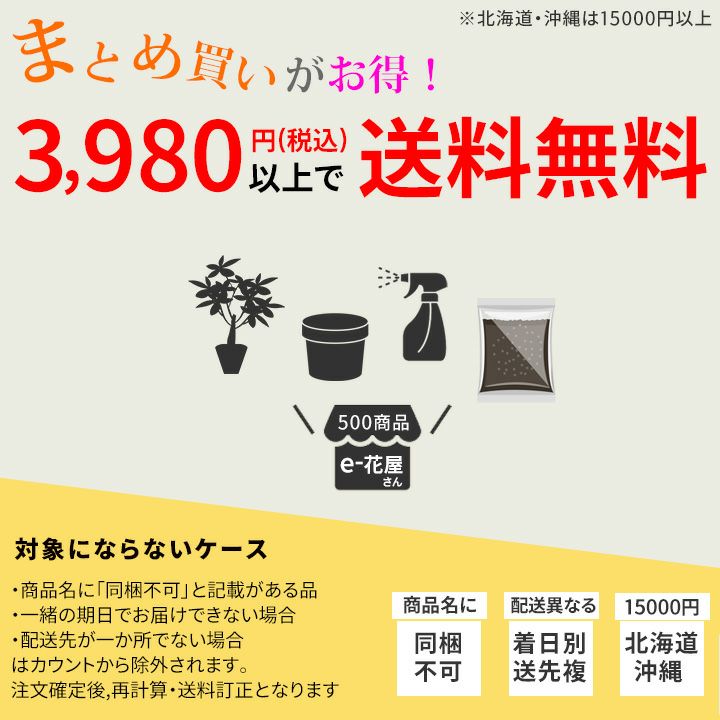 来年は値上げします バンクシア バースデーキャンドル 12 10 のお届けです 公式 E 花屋さん