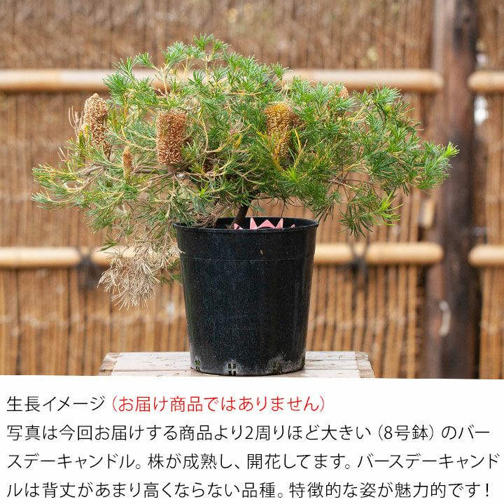 バンクシア バースデーキャンドル | 日本ライン花木センター