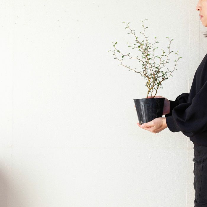 ソフォラ・ミクロフィラ 