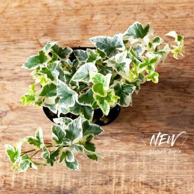 ヘデラの新品種「きららの森」。