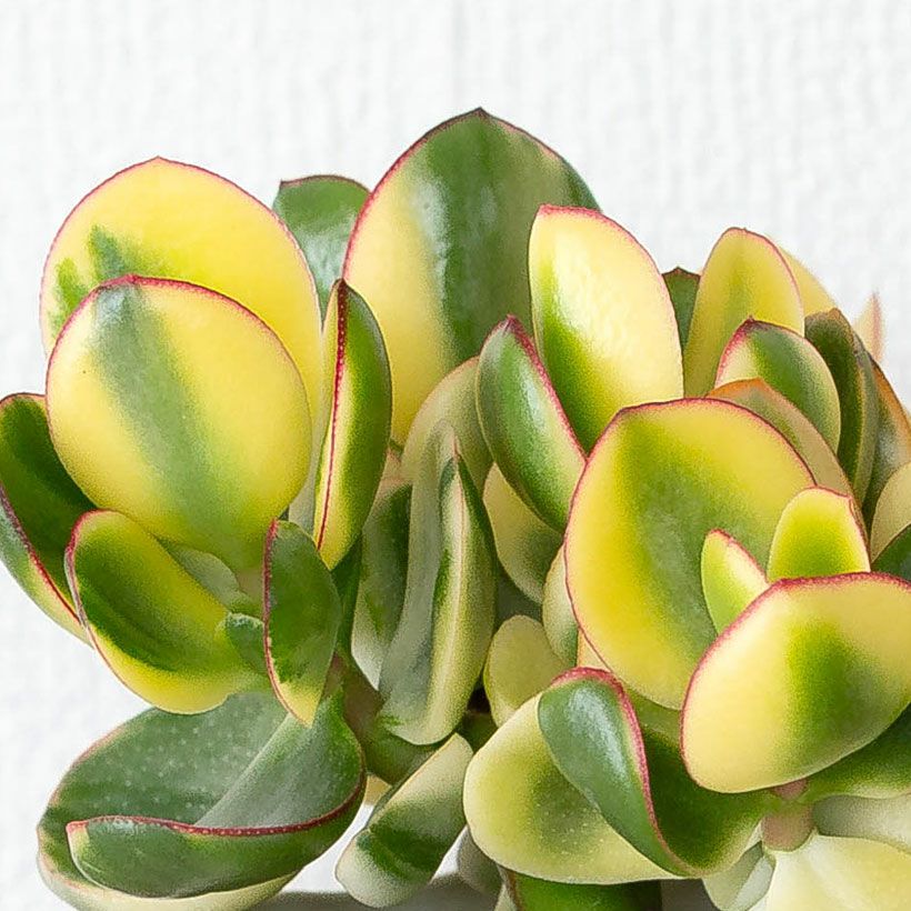 金のなる木：キラメキ｜黄金色の斑が入る種類｜e-花屋さん