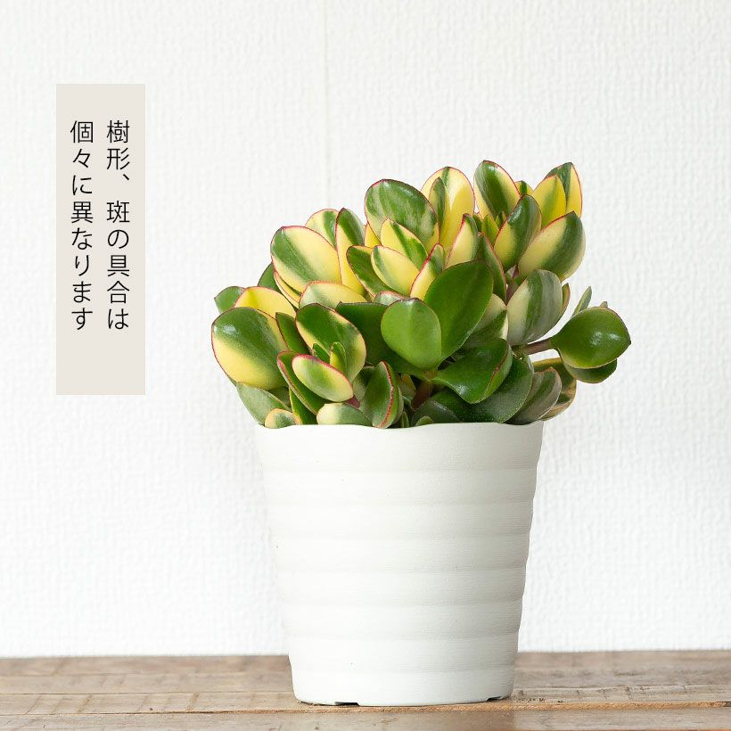現品】【金のなる木・カネノナルキ】クラッスラ 花月（カゲツ）大株 10