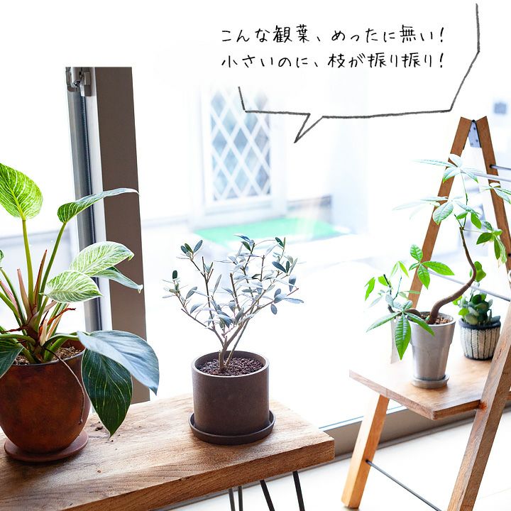 室内向けの観葉植物として楽しむ小さなオリーブの木 E 花屋さん