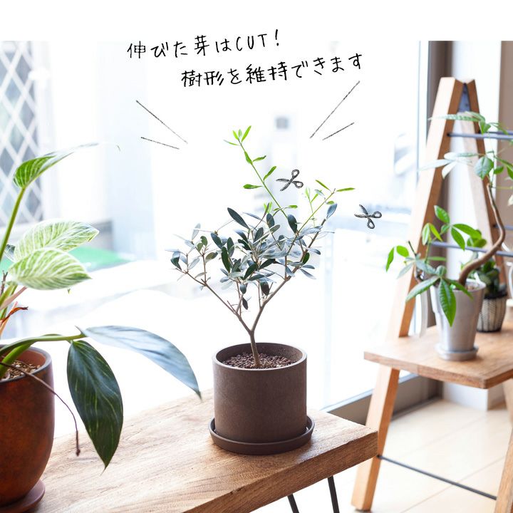 室内向けの観葉植物として楽しむ小さなオリーブの木 E 花屋さん