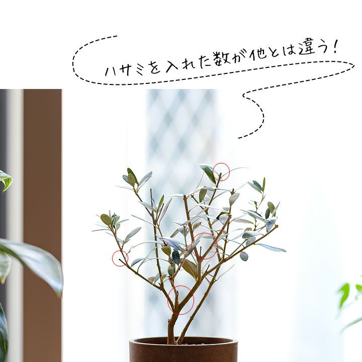 室内の観葉植物に 小さいオリーブの木 新芽cutが育て方のコツ