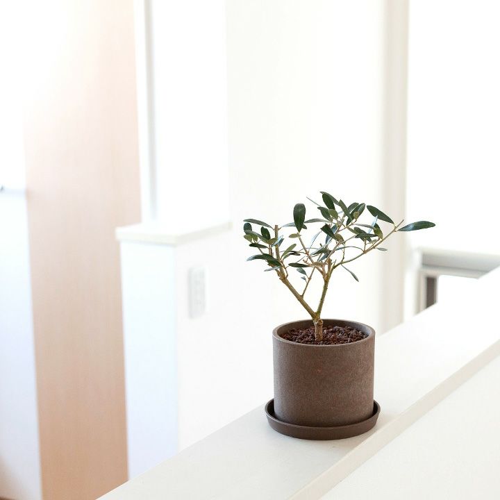 室内向けの観葉植物として楽しむ小さなオリーブの木 E 花屋さん