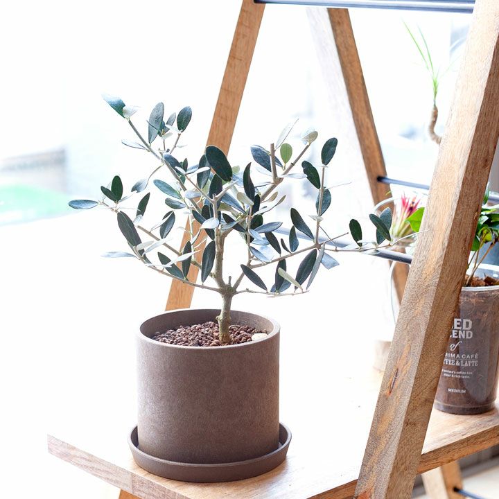 室内向けの観葉植物として楽しむ小さなオリーブの木 E 花屋さん