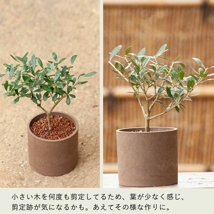 室内向けの観葉植物として楽しむ小さなオリーブの木 E 花屋さん