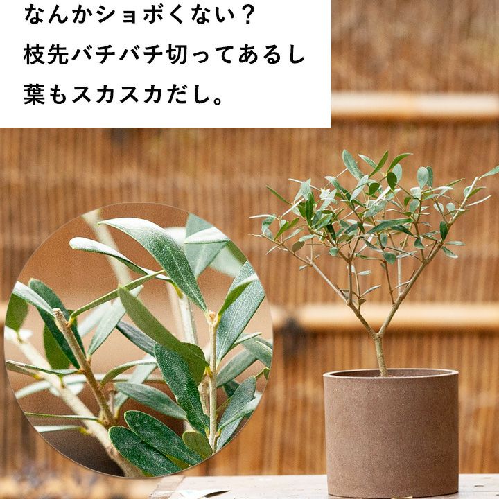 室内向けの観葉植物として楽しむ小さなオリーブの木 E 花屋さん