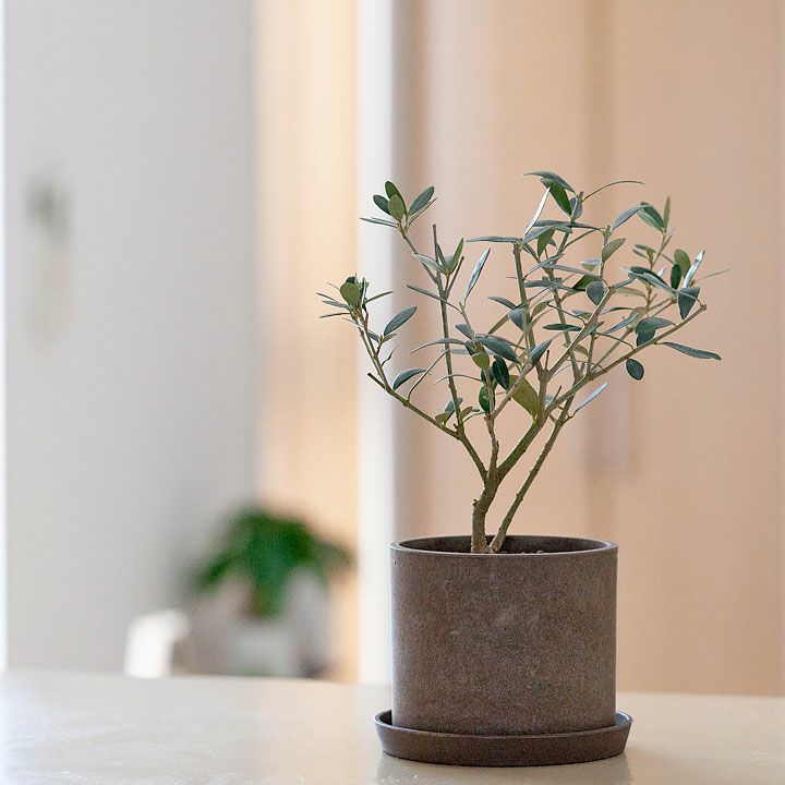 室内向けの観葉植物として楽しむ小さなオリーブの木 E 花屋さん