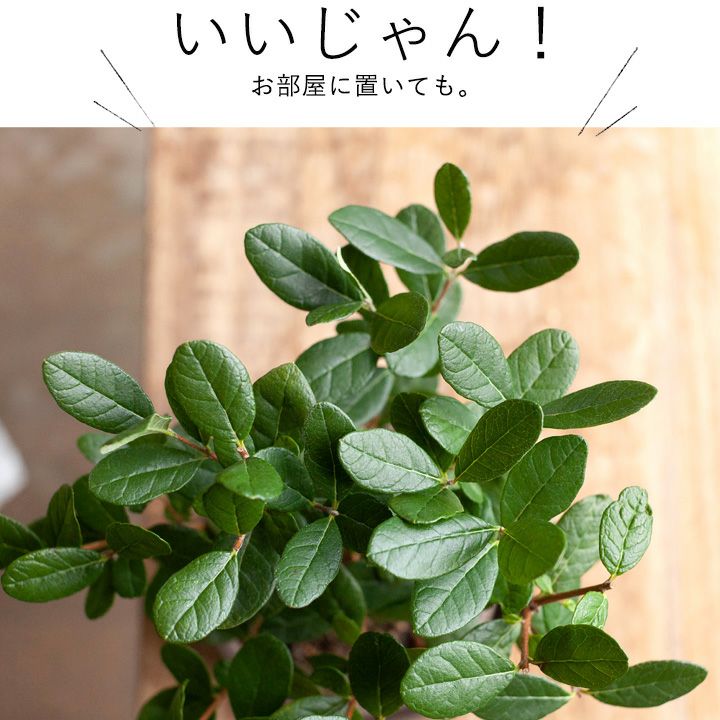 フェイジョアを観葉植物として育てる提案です｜[公式] e-花屋さん