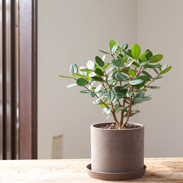 フェイジョアを観葉植物として育てる提案です｜[公式] e-花屋さん