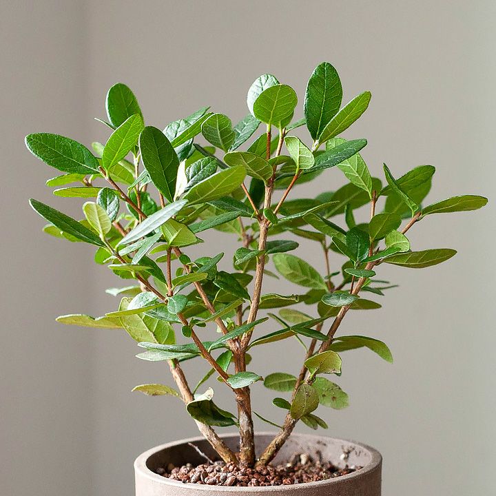 フェイジョアを観葉植物として育てる提案です｜[公式] e-花屋さん