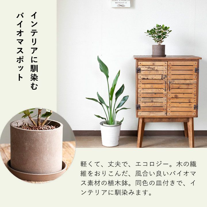 超逸品。フェイジョア1.7M(鉢底から)品番E フェイジョアを観葉植物として育てる提案です｜[公式] e-花屋さん