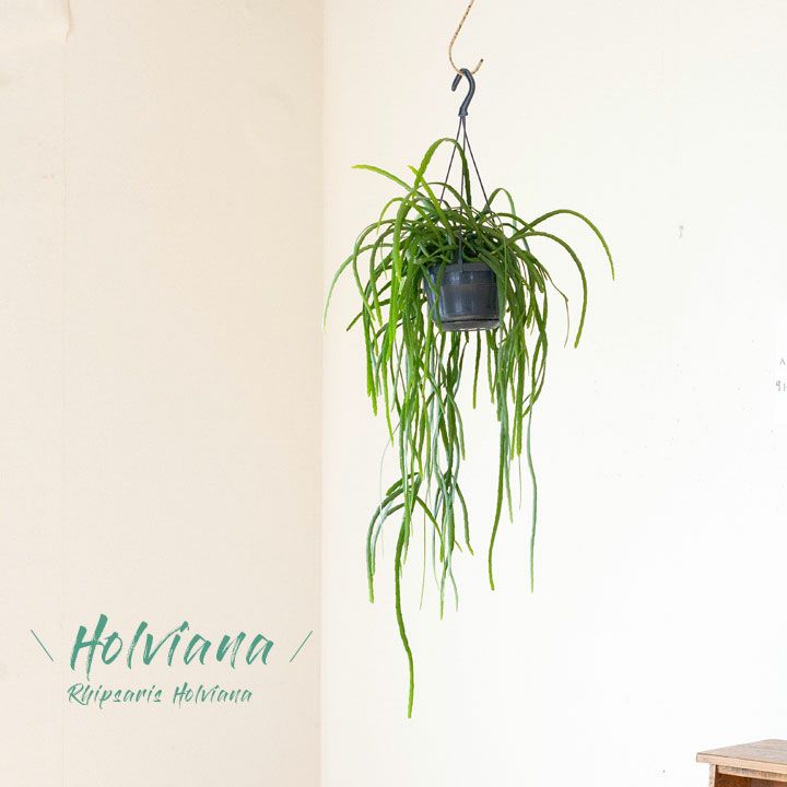 吊るす観葉植物 鉢を天井から吊り下げる 植物おしゃれインテリア