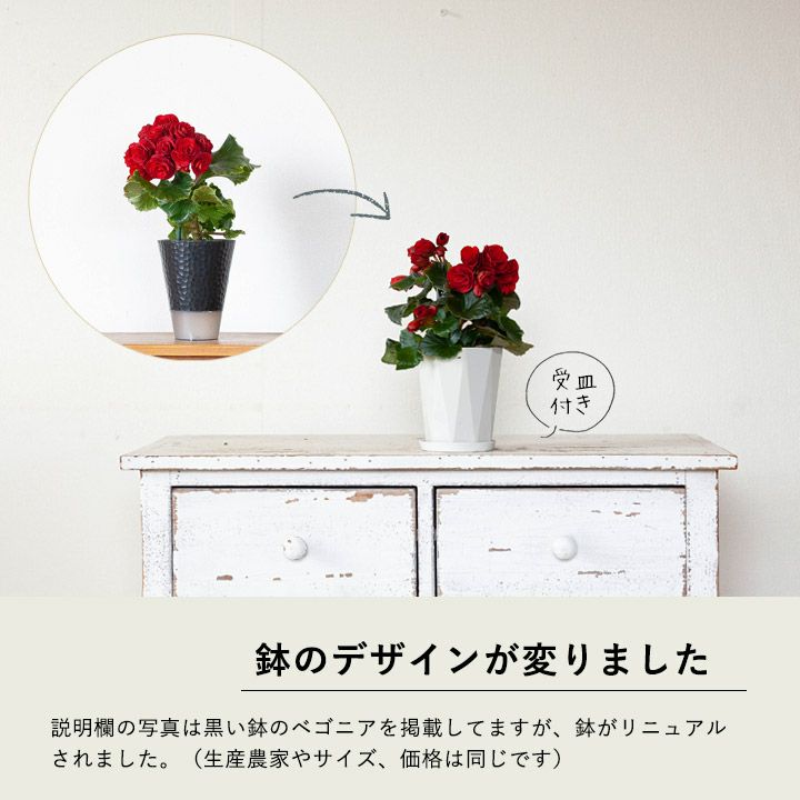 部屋に花がある暮らし