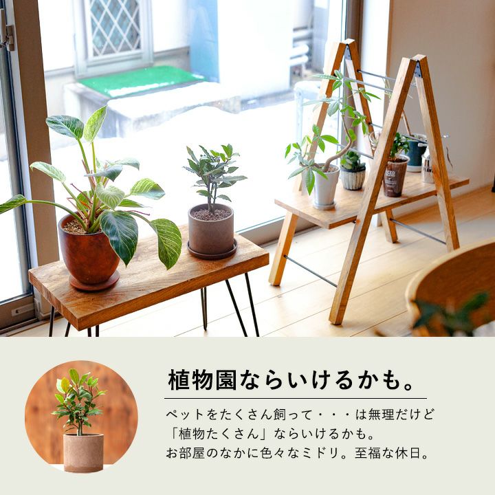 月桂樹（ローリエ）鉢植え「室内で小さく育てる」育て方付きe花屋