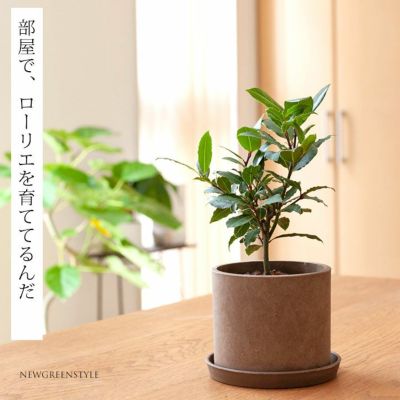 売れてます 部屋で育てるローリエ 月桂樹 公式 E 花屋さん 売れてます 部屋で育てるローリエ 月桂樹 公式 E 花屋さん