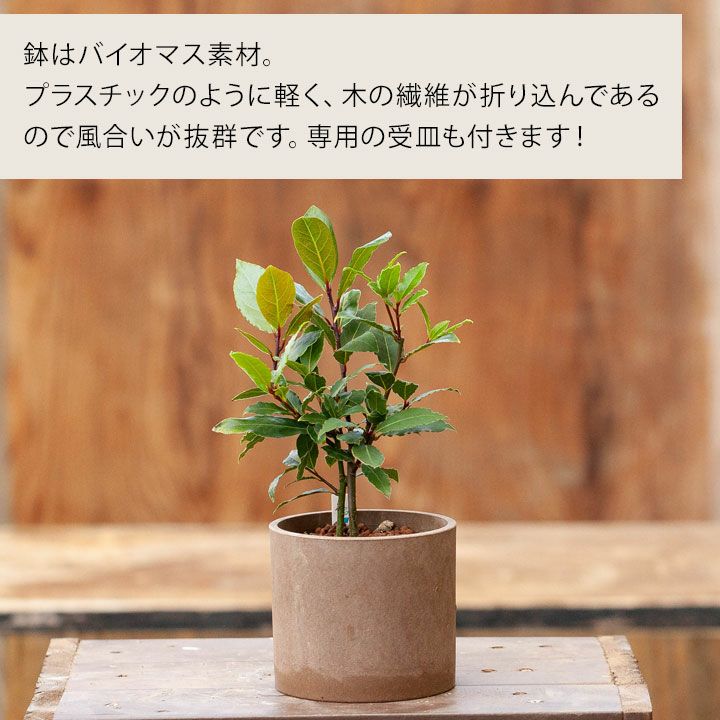 月桂樹（ローリエ）鉢植え「室内で小さく育てる」育て方付きe花屋