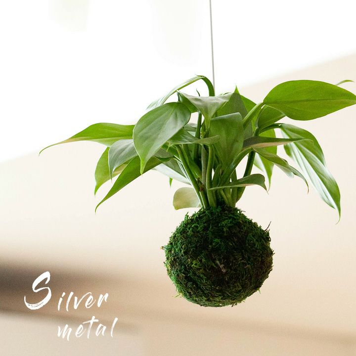 フィロデンドロン シルバーメタルの苔玉 公式 E 花屋さん