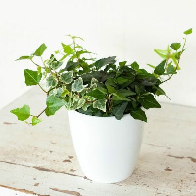 3種の寄せ植えアイビー