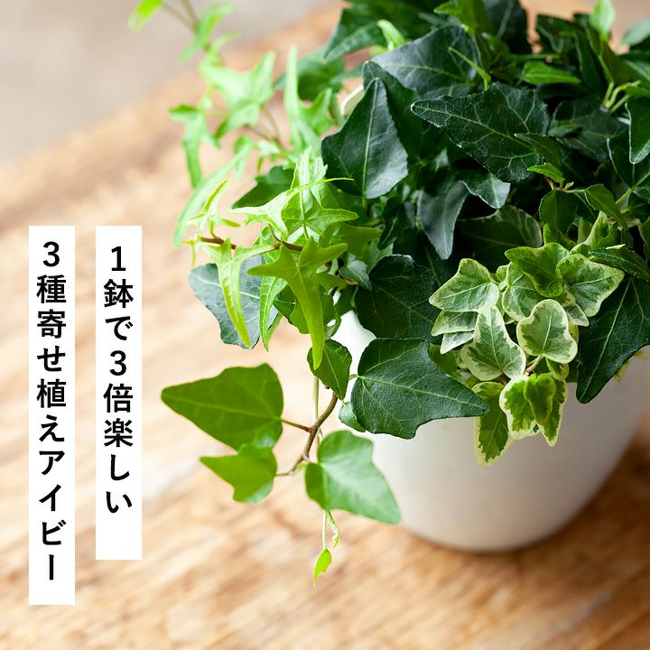 3種の寄せ植えアイビー 公式 E 花屋さん