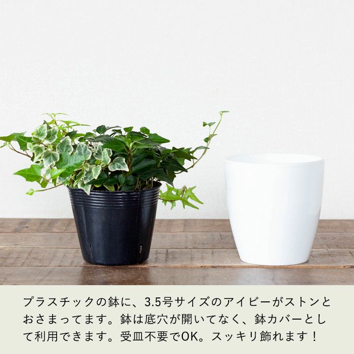 3種の寄せ植えアイビー 公式 E 花屋さん