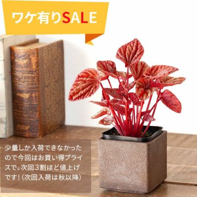 葉の色味が面白い「ペペロミア・キト」 | [公式]e-花屋さん
