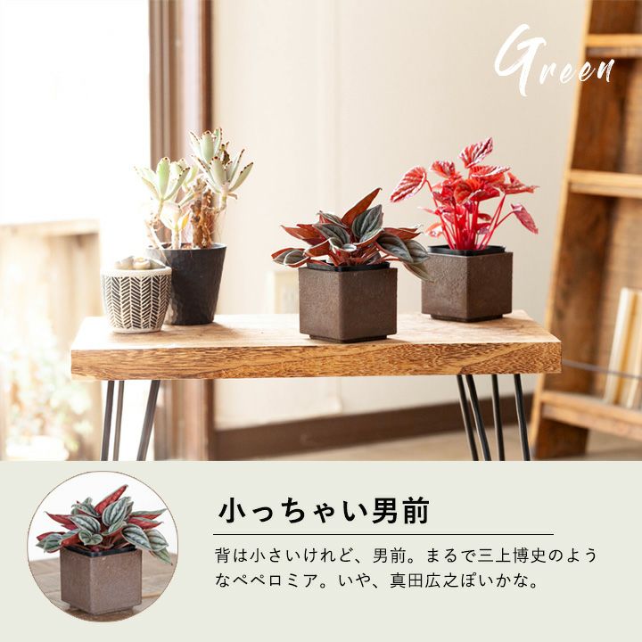 小さめだけど、男前な観葉植物