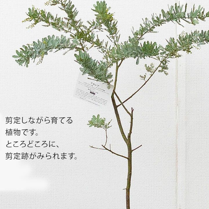 ミモザアカシア しっかり育てた6号サイズ 同梱不可 公式 E 花屋さん ミモザアカシア しっかり育てた6号サイズ 同梱不可 公式 E 花屋さん