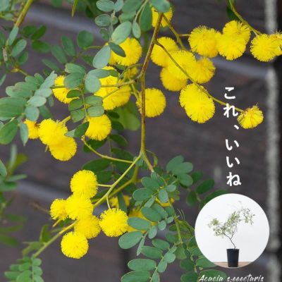 アカシアスペクタビリス鉢植え｜育て方付き耐寒性強：予約販売１月～