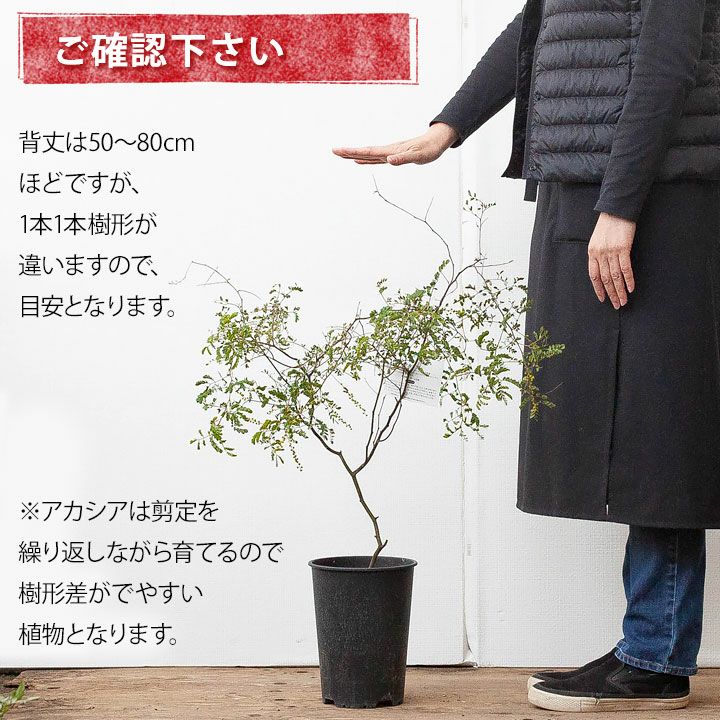 アカシア スペクタビリス6号サイズ 同梱不可 公式 E 花屋さん アカシア スペクタビリス6号サイズ 同梱不可 公式 E 花屋さん