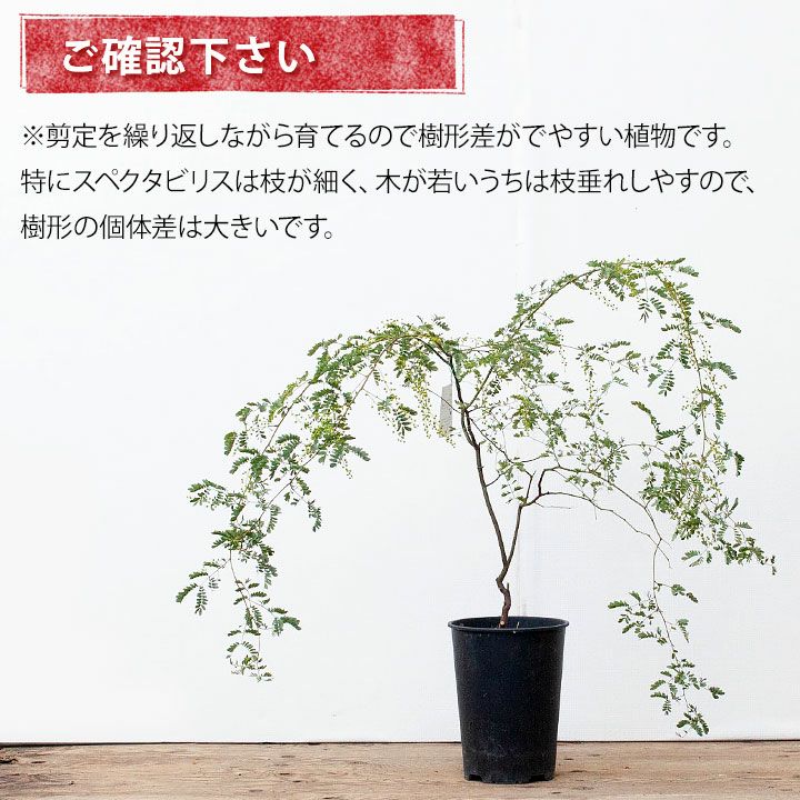 アカシア スペクタビリス6号サイズ 同梱不可 公式 E 花屋さん