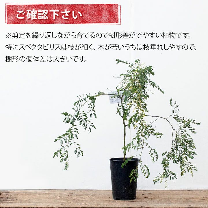 アカシア スペクタビリス6号サイズ 同梱不可 公式 E 花屋さん アカシア スペクタビリス6号サイズ 同梱不可 公式 E 花屋さん