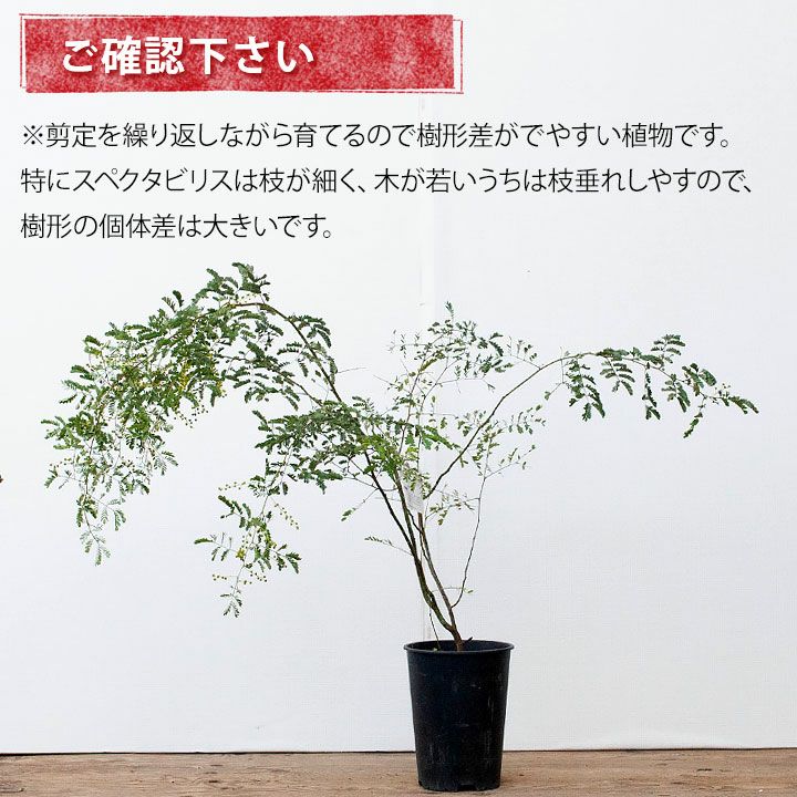 アカシアスペクタビリス鉢植え｜育て方付き耐寒性強：予約販売1月～