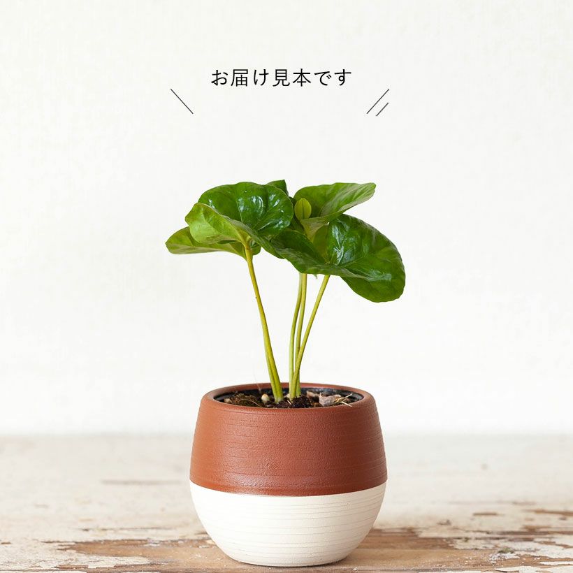 【今ならレビューご記入で１０％OFF！】ポトス・人気品種セレクションin小さなボールPOT×１つ※※鉢の色はお任せです。（観葉植物）