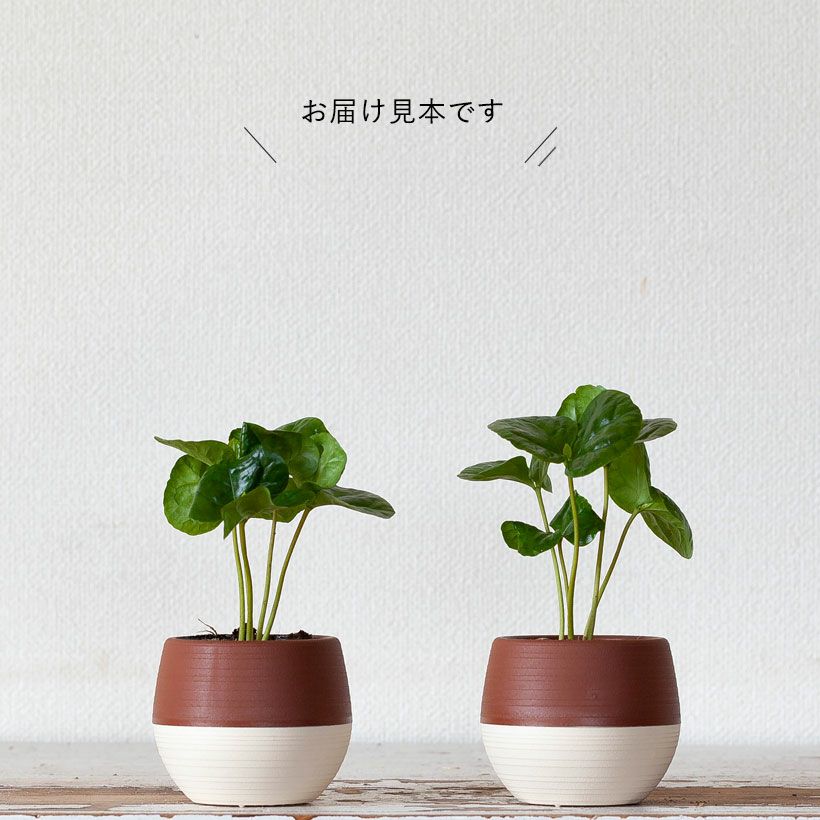 デスクの上で、やすらぎのcoffeタイムを。小さな、小さなコーヒーの木※鉢の色はお任せです。