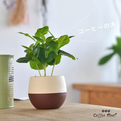 コーヒーの木｜育て方付き。初心者向き観葉植物。e-花屋さん