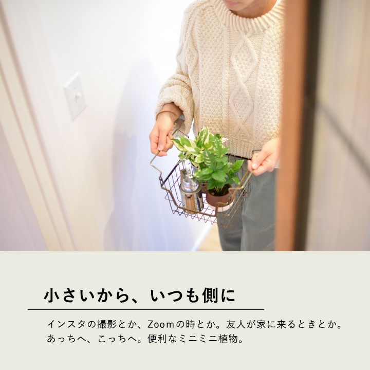 予約品 お届けは8 26 小さなコーヒーの木 鉢の色はお任せです 公式 E 花屋さん