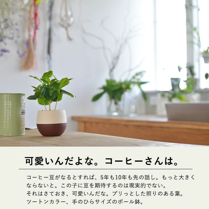 観葉植物 コーヒーの木 10号 プラスチック鉢 | 観葉植物なら