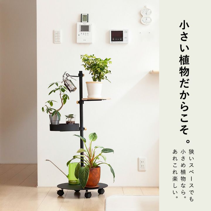 小さい植物なら場所取らずでたくさん飾れる