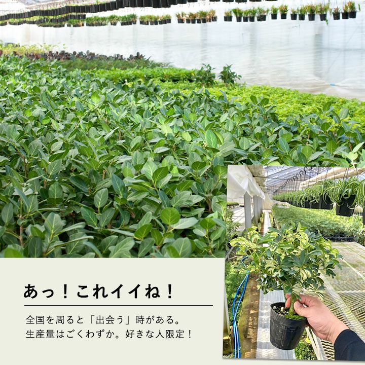 産地を周ると良い植物と出会う時がある