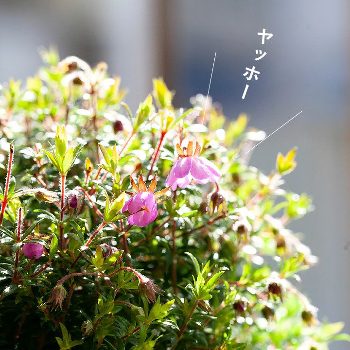 愛のカンザシの花が開き始めました