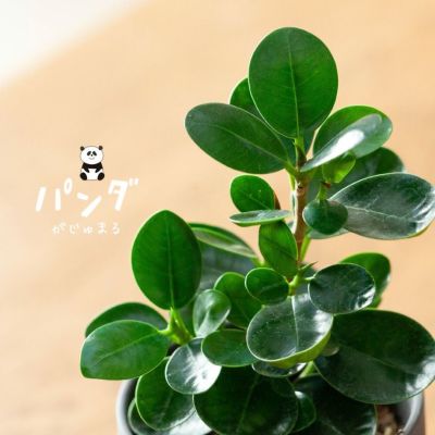パンダガジュマル 実生のガジュマル 人気5種 欲しいが見つかる
