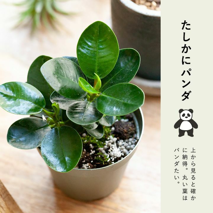 パンダガジュマル育て方（剪定・植え替え）付き｜春秋販売：売切れ時は予約