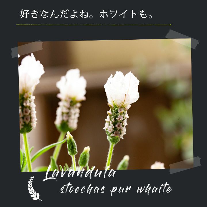 白いラベンダー（フレンチ)ラベラピュアホワイト【予約中3月販売】