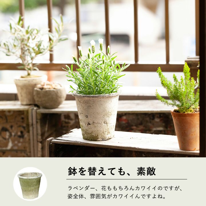 白いラベンダー（フレンチ)ラベラピュアホワイト【予約中3月販売】